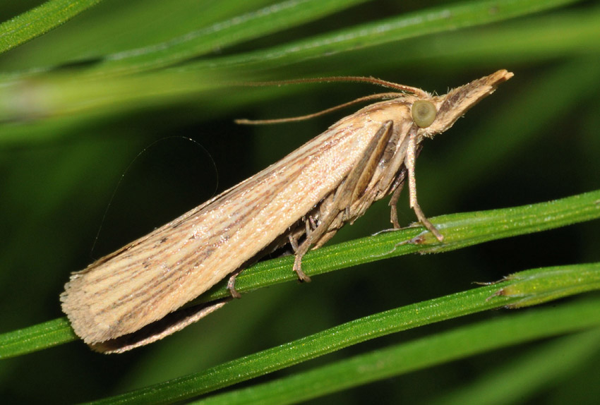 Piyralidae da conf. : Ematheudes punctella ♂